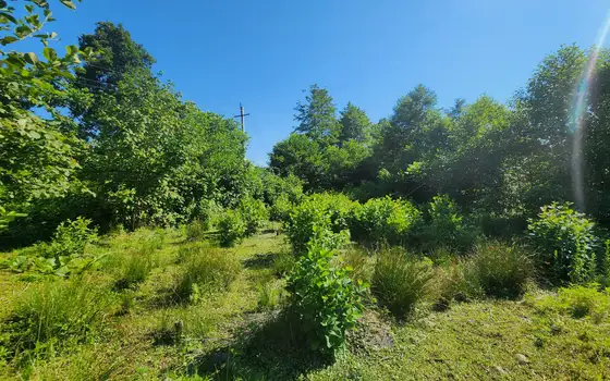 Investment Plot of 5,537 m² in a მშვიდ and Green Area of Chakvi, photo 6