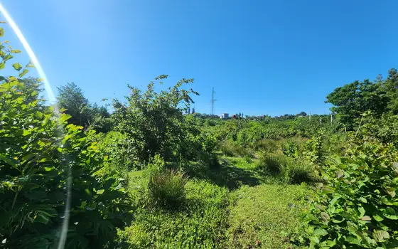 Investment Plot of 5,537 m² in a მშვიდ and Green Area of Chakvi, photo 4