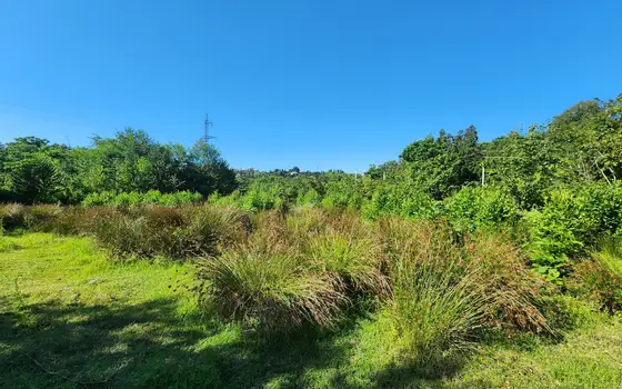 Investment Plot of 5,537 m² in a მშვიდ and Green Area of Chakvi, photo 10