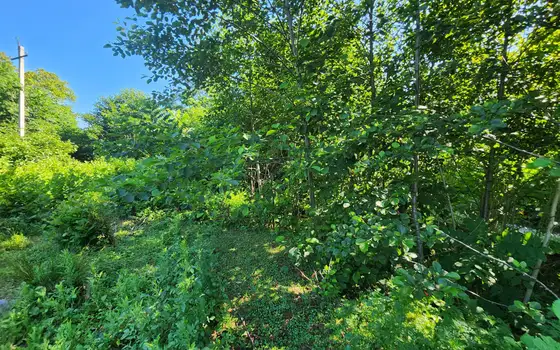 Investment Plot of 5,537 m² in a მშვიდ and Green Area of Chakvi, photo 8