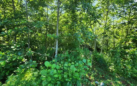 Investment Plot of 5,537 m² in a მშვიდ and Green Area of Chakvi, photo 7