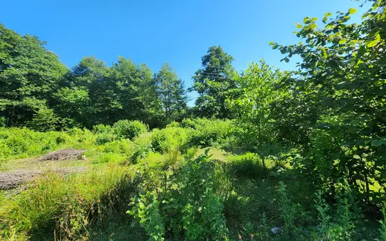 Investment Plot of 5,537 m² in a მშვიდ and Green Area of Chakvi, photo 3