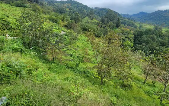 Land Plot in Sarpi with Utilities, photo 10