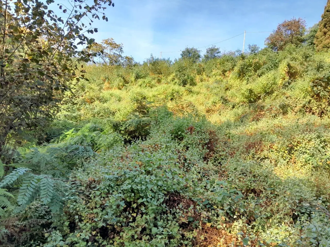 4599 m² Land Plot in Makhinjauri, photo 1