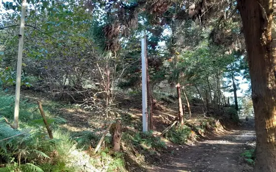 4599 m² Land Plot in Makhinjauri, photo 7