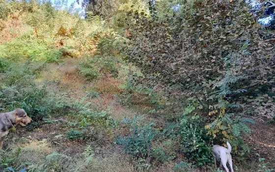 4599 m² Land Plot in Makhinjauri, photo 10