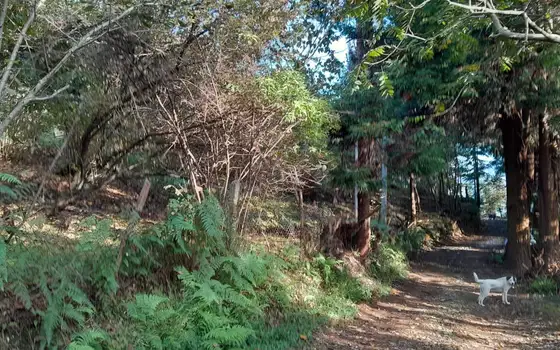 4599 m² Land Plot in Makhinjauri, photo 12