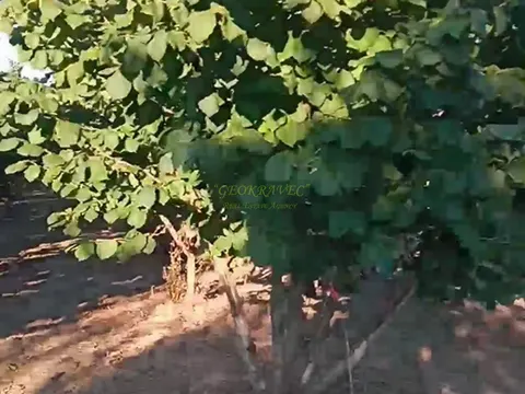 Продается ореховая плантация в муниципалитете Зугдиди.