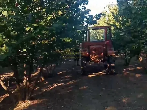 Продается ореховая плантация в муниципалитете Зугдиди.
