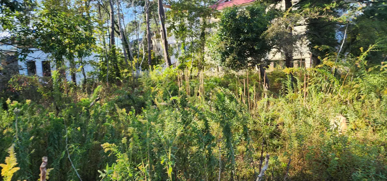 Urgent land plot in Grigoleti near beach, photo 1