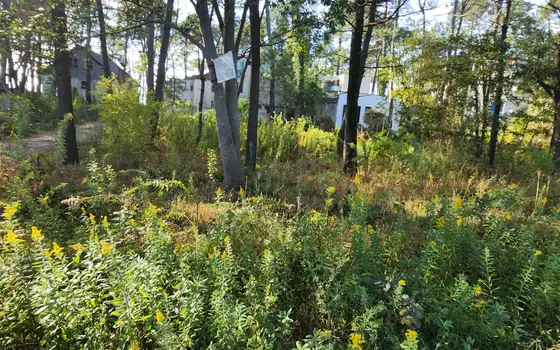 Urgent land plot in Grigoleti near beach, photo 5