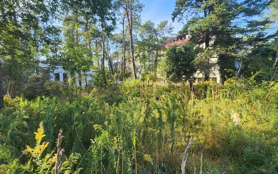 Urgent land plot in Grigoleti near beach, photo 2