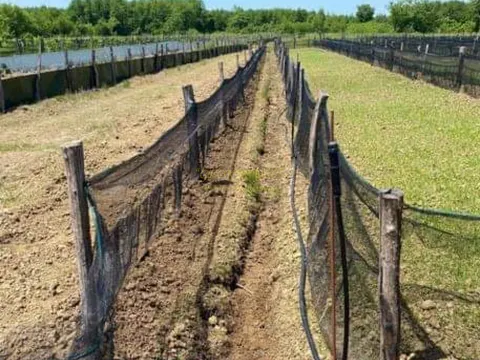 Продается ферма по выращиванию улиток.