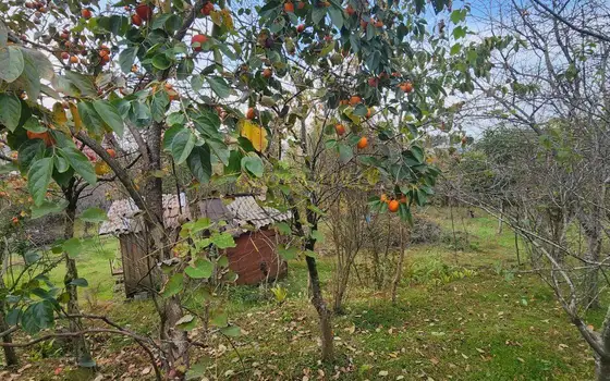 Земельный участок в Чакви.