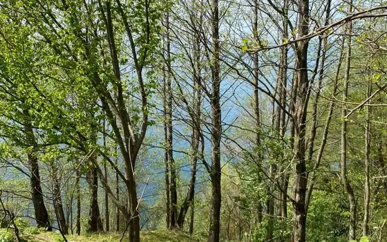 3352 m² Land Plot in Sarpi with Sea View, photo 2