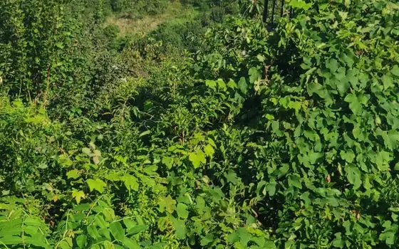 Земельный участок с видом на море.