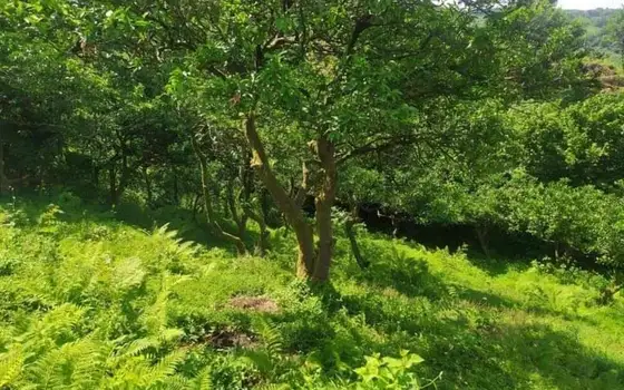 1230 sq.m Land Plot with Sea View in Gonio, photo 2