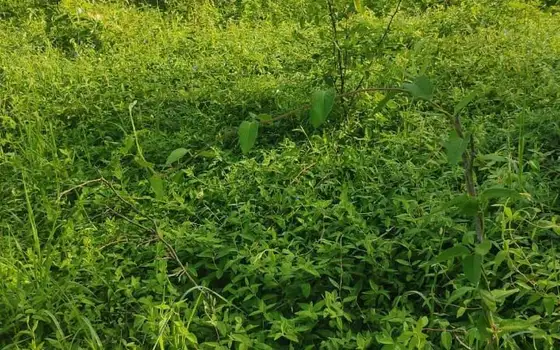 1230 sq.m Land Plot with Sea View in Gonio, photo 10