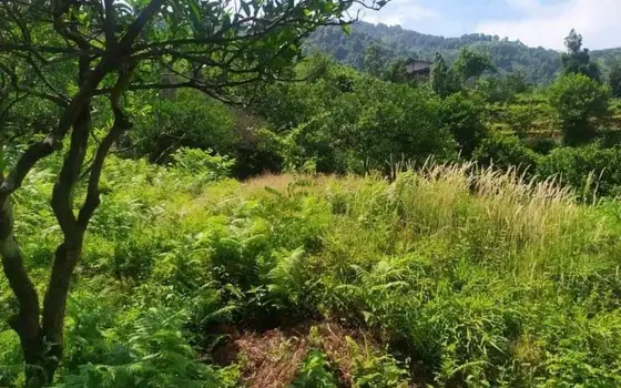 1230 sq.m Land Plot with Sea View in Gonio, photo 3