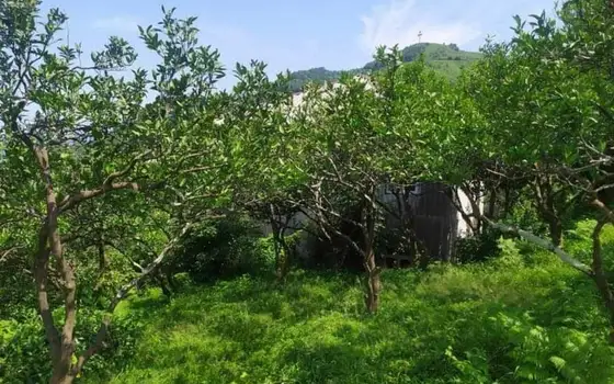 1230 sq.m Land Plot with Sea View in Gonio, photo 5