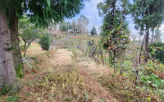 Investment Land in Tsikhisdziri with Sea View, photo 3