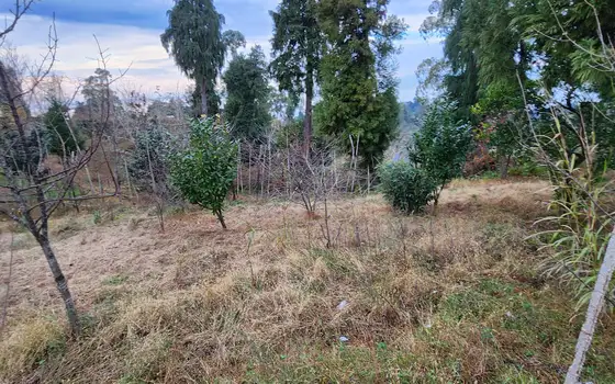Investment Land in Tsikhisdziri with Sea View, photo 6