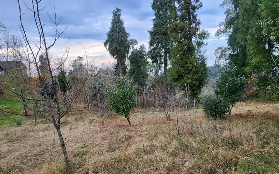 Investment Land in Tsikhisdziri with Sea View, photo 12