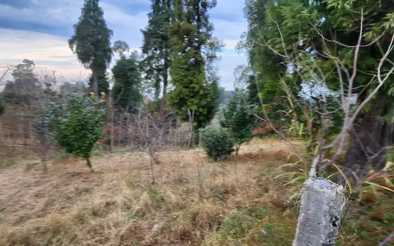 Investment Land in Tsikhisdziri with Sea View, photo 11