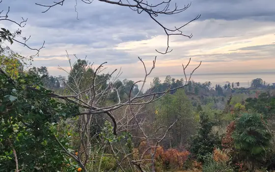 Investment Land Plot with Sea View in Tsikhisdziri, photo 11
