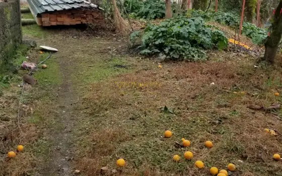 Продается земельный участок в Чакви.
