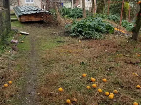 Продается земельный участок в Чакви.